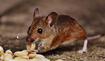 24 Hour & Emergency Exterminators in New Castle, NH